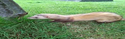 Ferret rodents for sale: Ferret kits in Ludlow - Advert 2