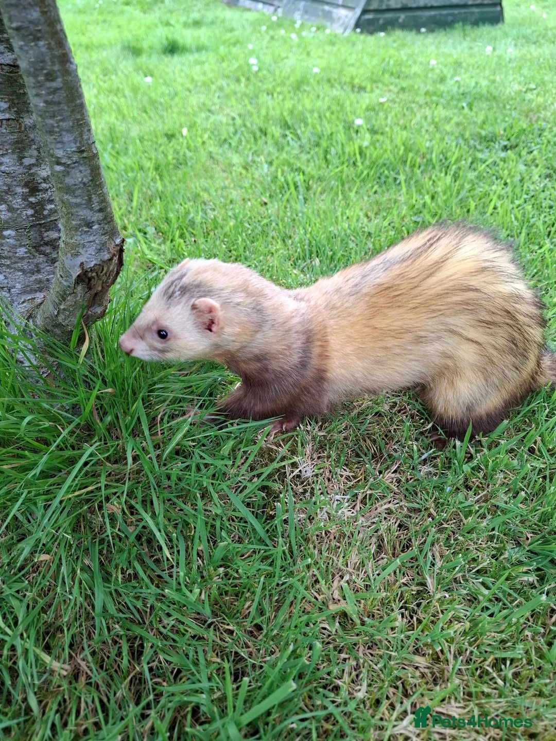 Ferret rodents for sale: Ferret kits in Ludlow - Advert 2