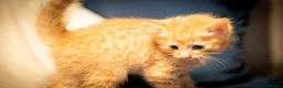 RagaMuffin cats for sale: Ragamuffin & Siamese tabby mixed - Advert 10