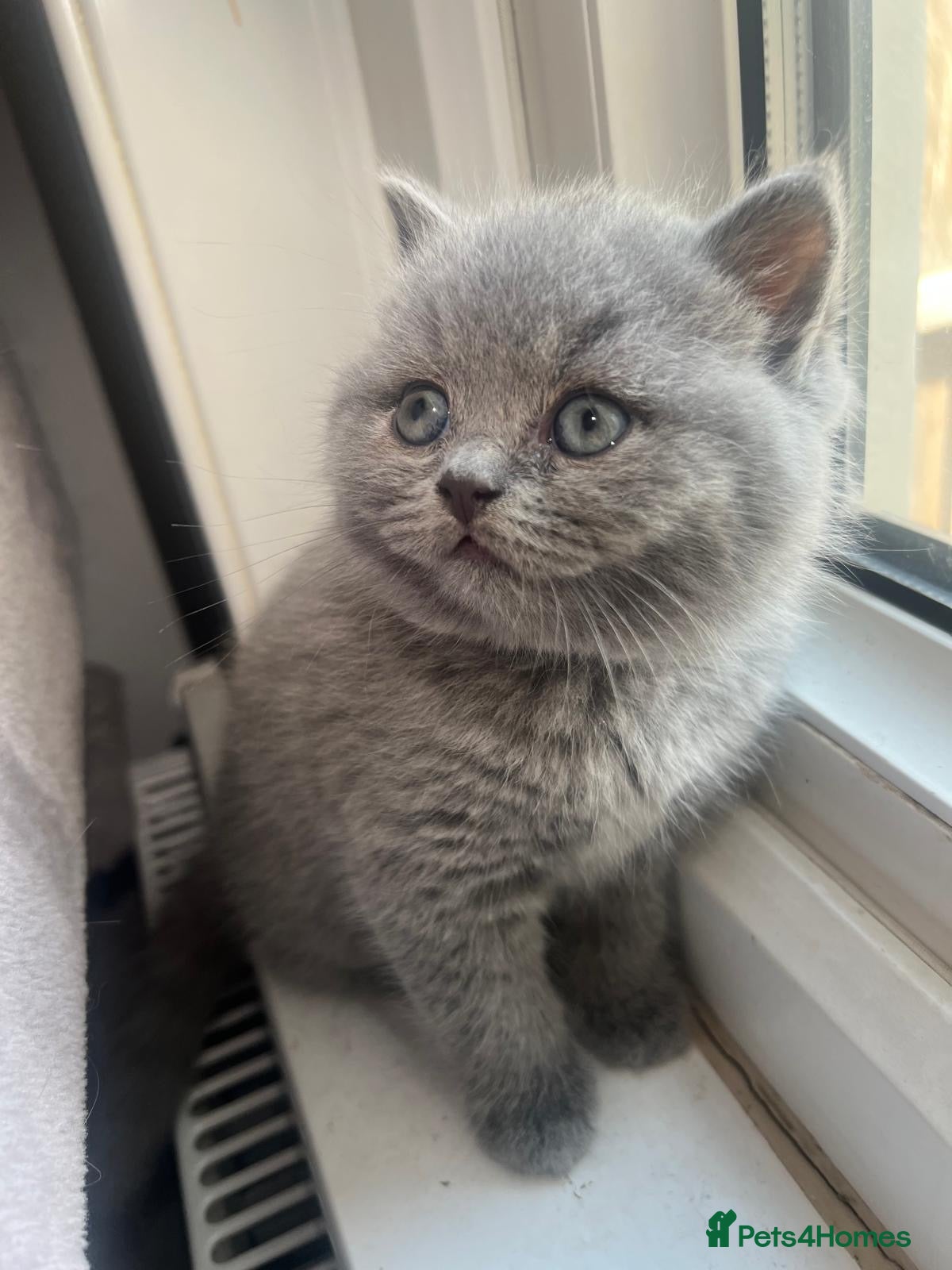 British Shorthair cats 1 Stunning British Shorthair female Kittens left!! - Advert 1