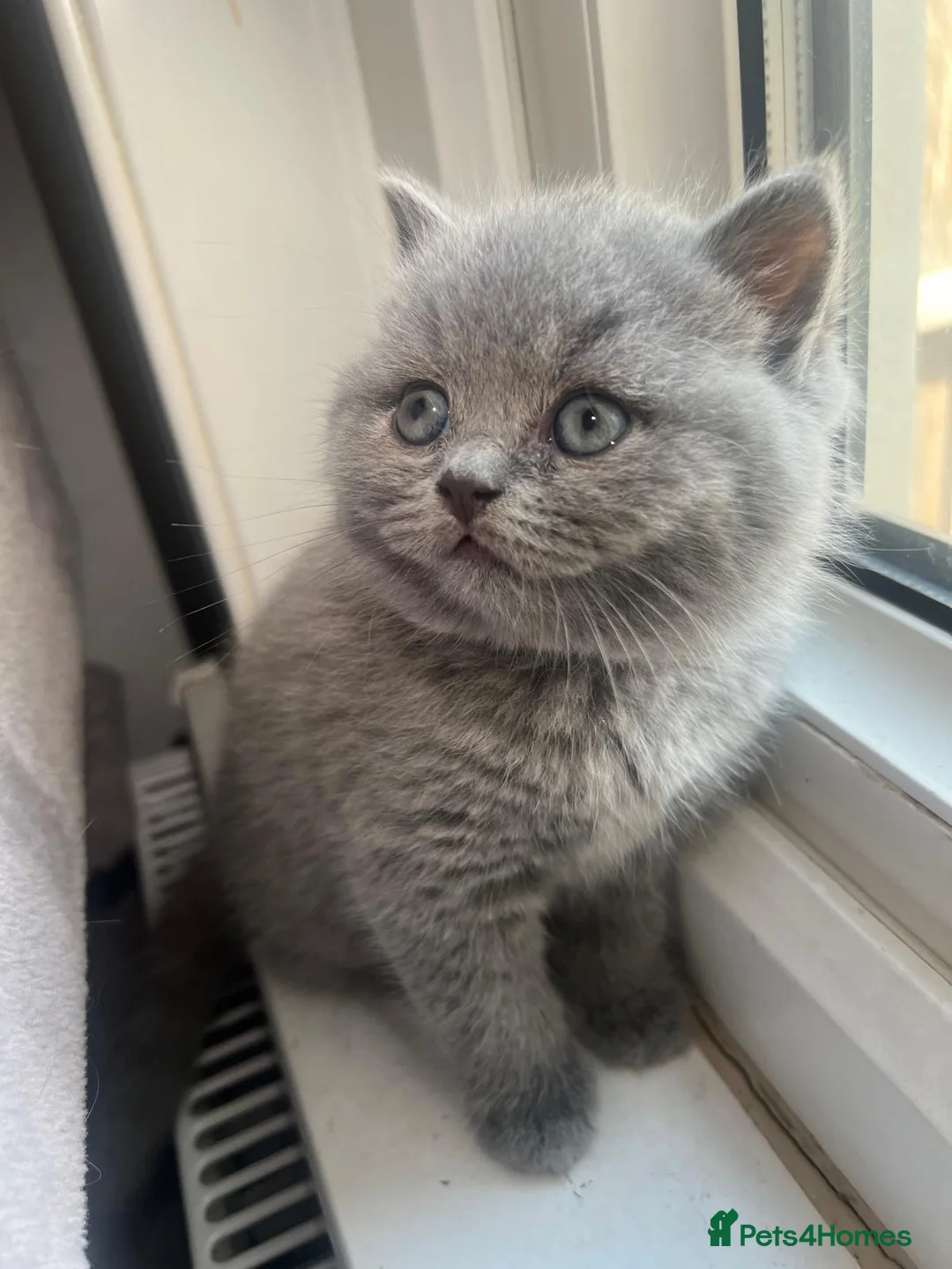 British Shorthair cats for sale: 1 Stunning British Shorthair female Kittens left!! - Advert 1