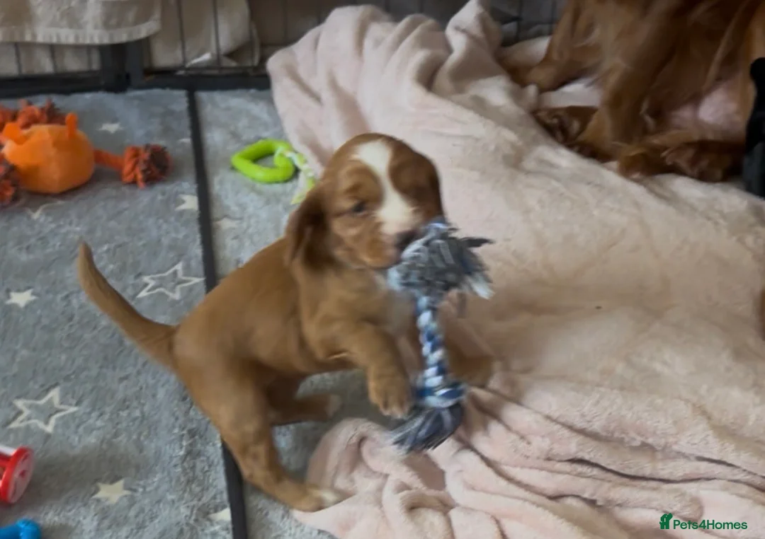 Cocker Spaniel dogs for sale: Cocker Spaniel Puppies - Advert 21