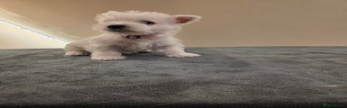 West Highland Terrier Puppy 3