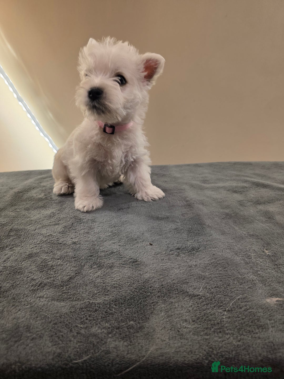 West Highland Terrier dogs for sale: Pure Westies Kc registered  - Advert 17