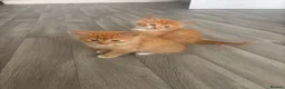 Mixed Breed cats for sale: Ginger and White kittens - Advert 6