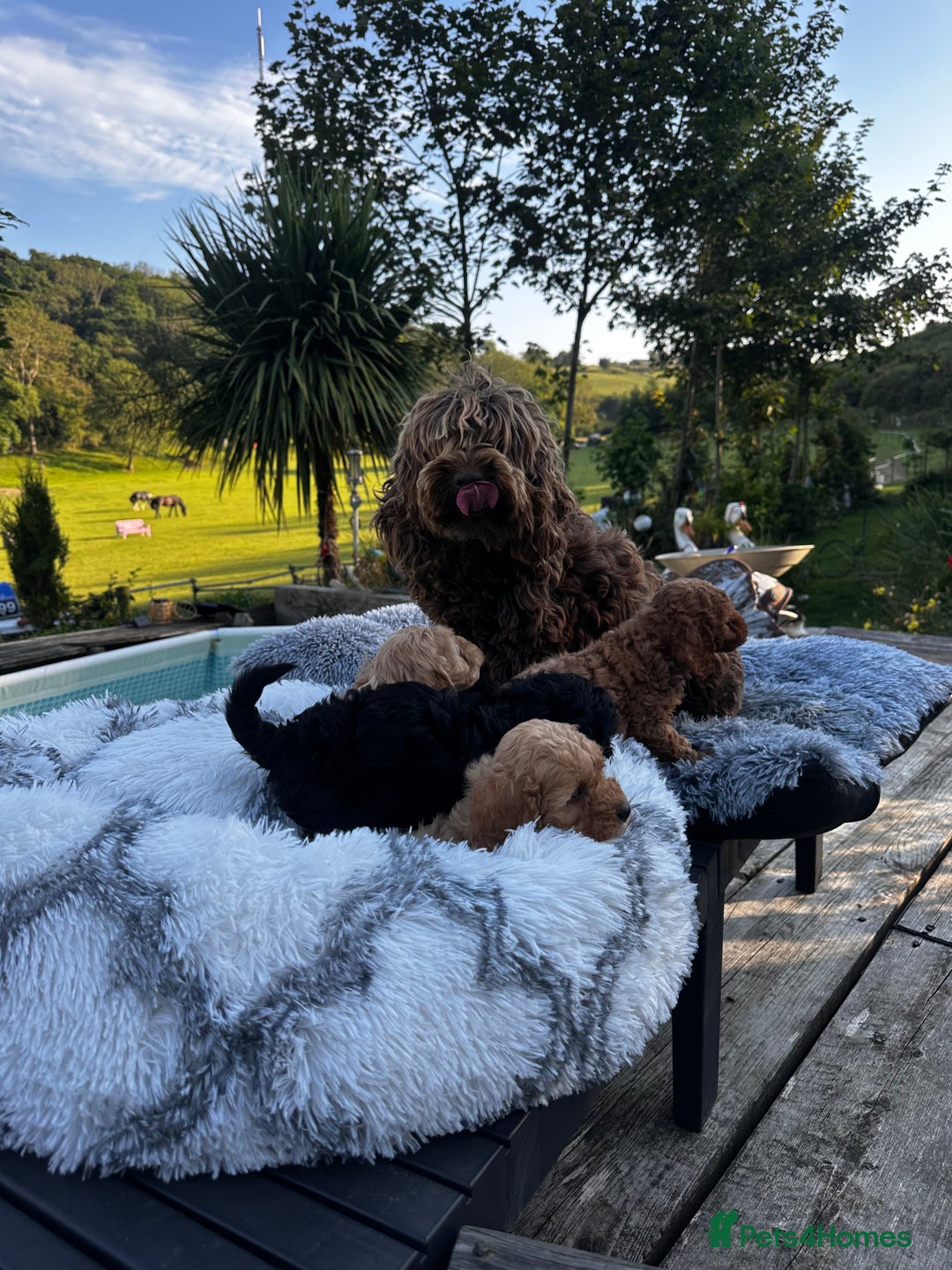 Cockapoo dogs for sale: Lovely litter cockapoo  - Image 12