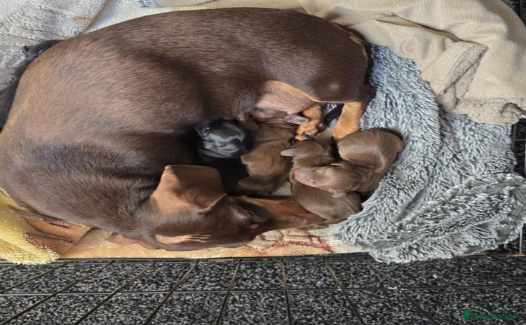 Miniature Dachshund dogs - Advert 1