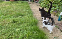 British Shorthair cats for sale: 2 kittens looking for forever homes - Image 5