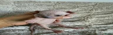 Sphynx 7