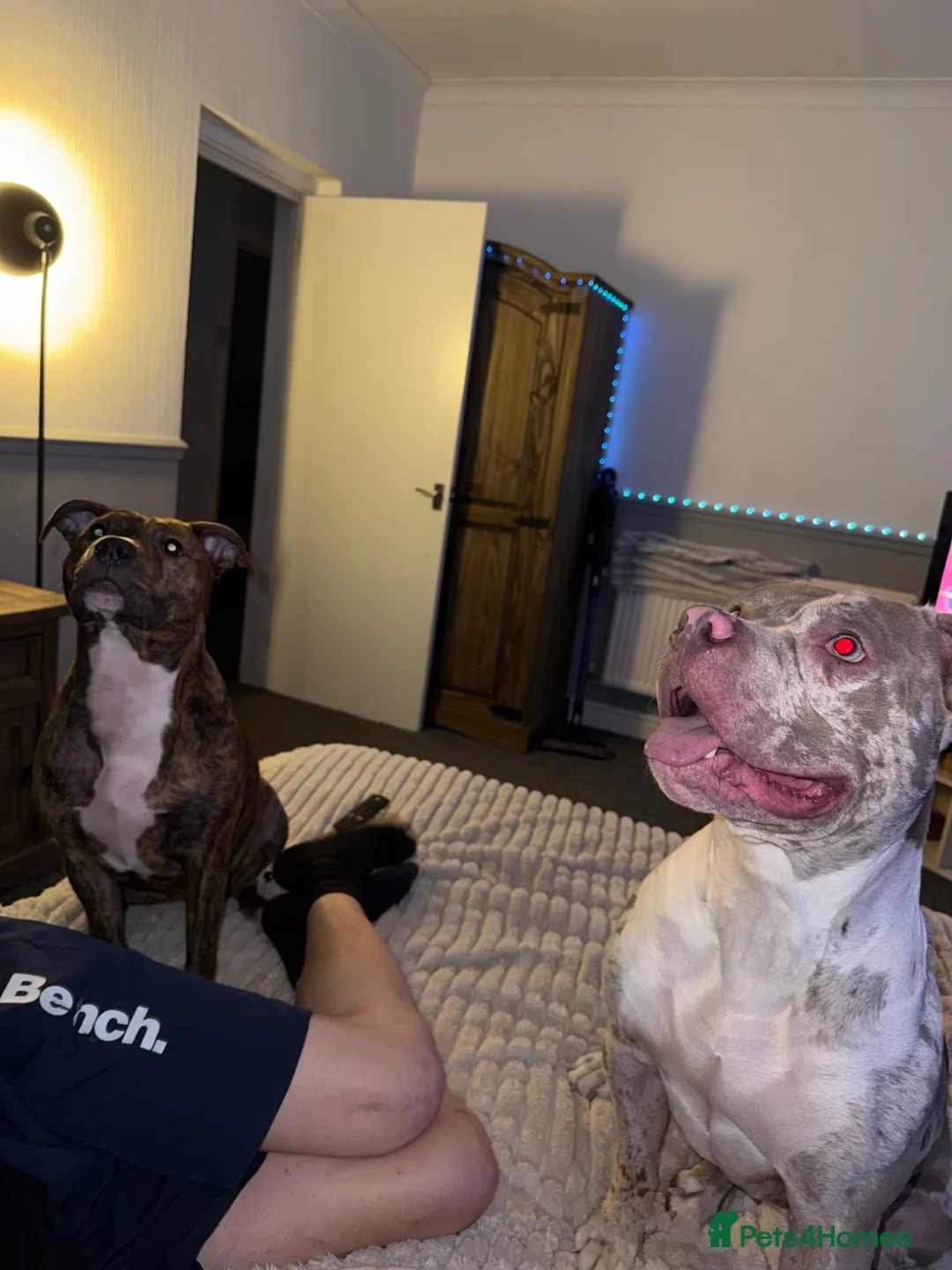 American Bully dogs for sale: Skye - American Bully.  in Manchester - Advert 8