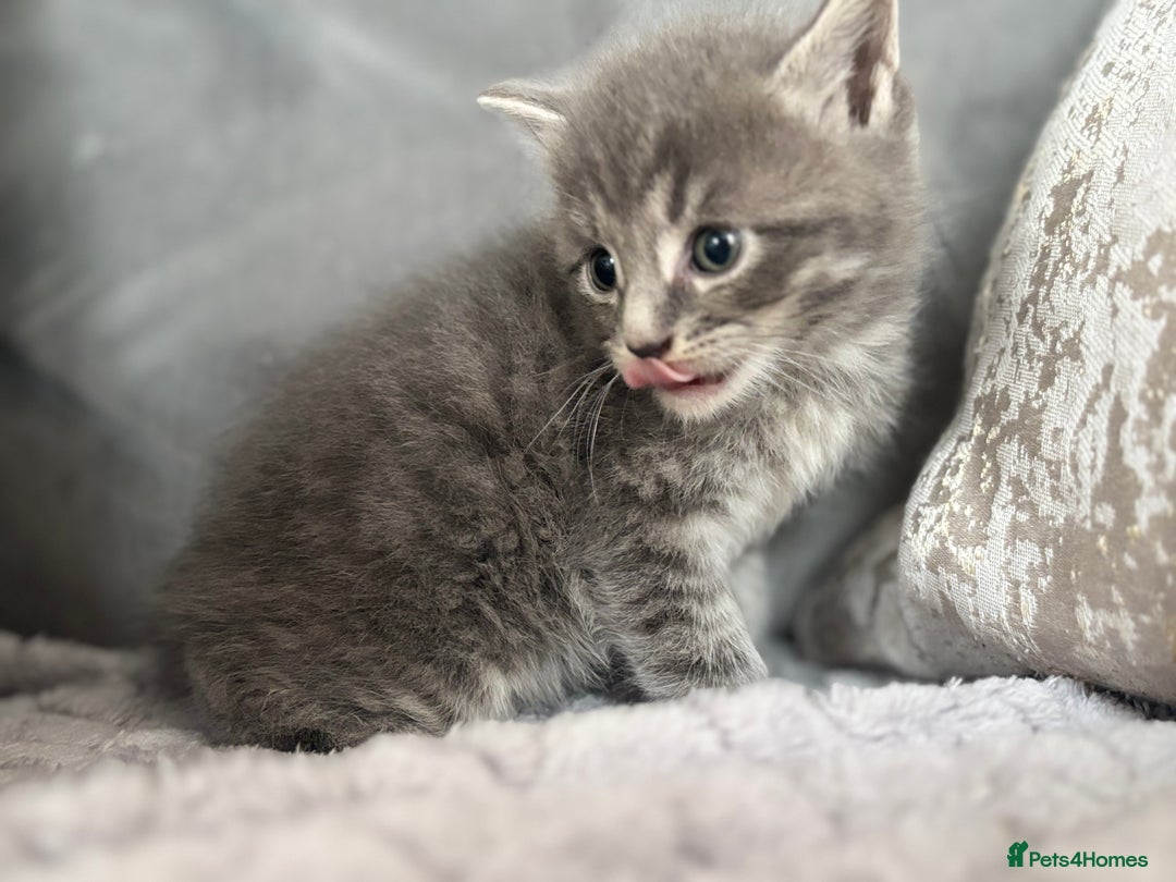 Maine Coon cats for sale: MainecoonxBritish (JOSIE please message me ) - Image 8