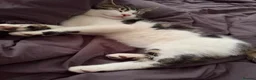 Mixed Breed cats for sale: Kevin - Advert 2