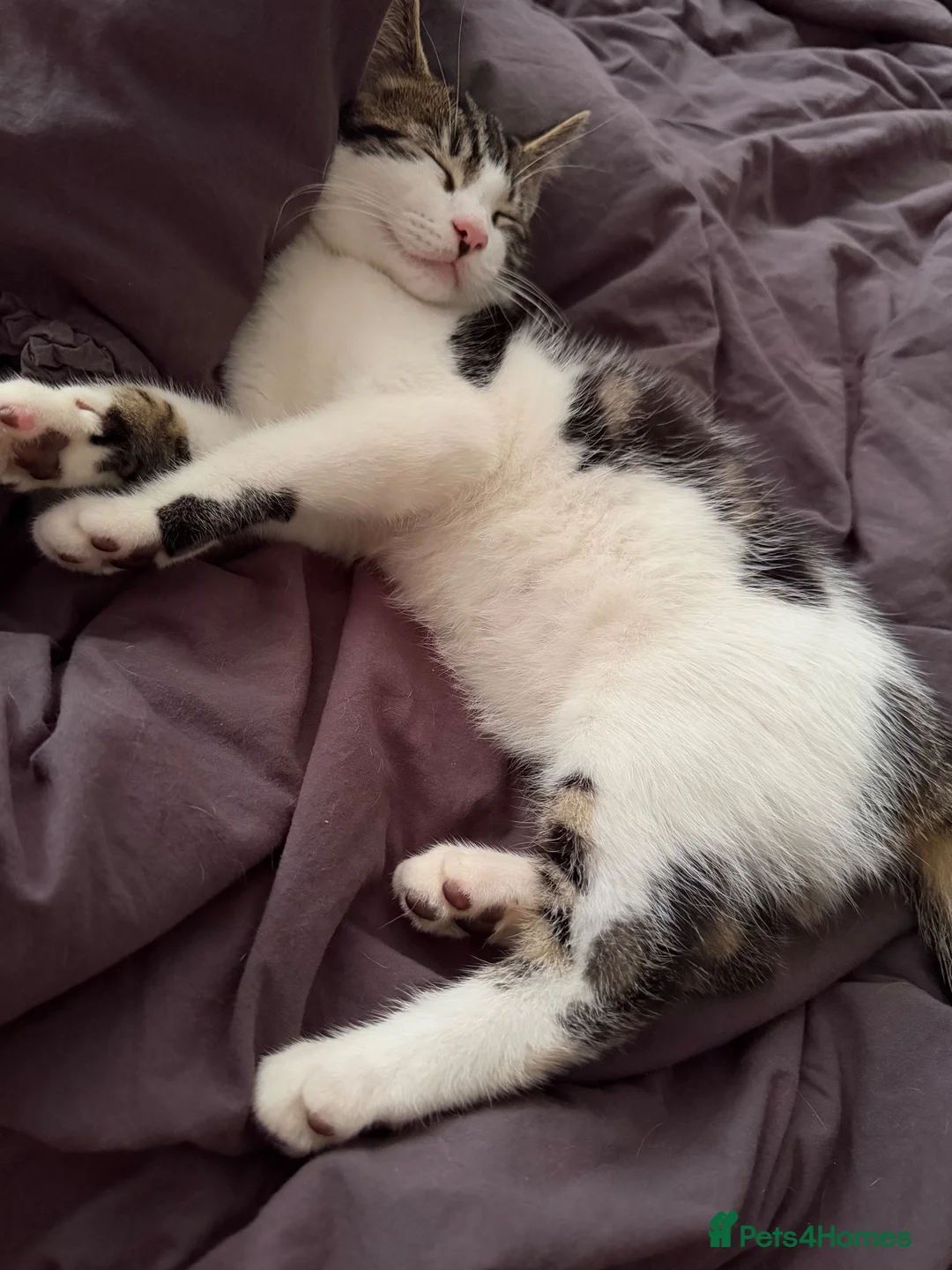 Mixed Breed cats for sale: Kevin - Advert 2