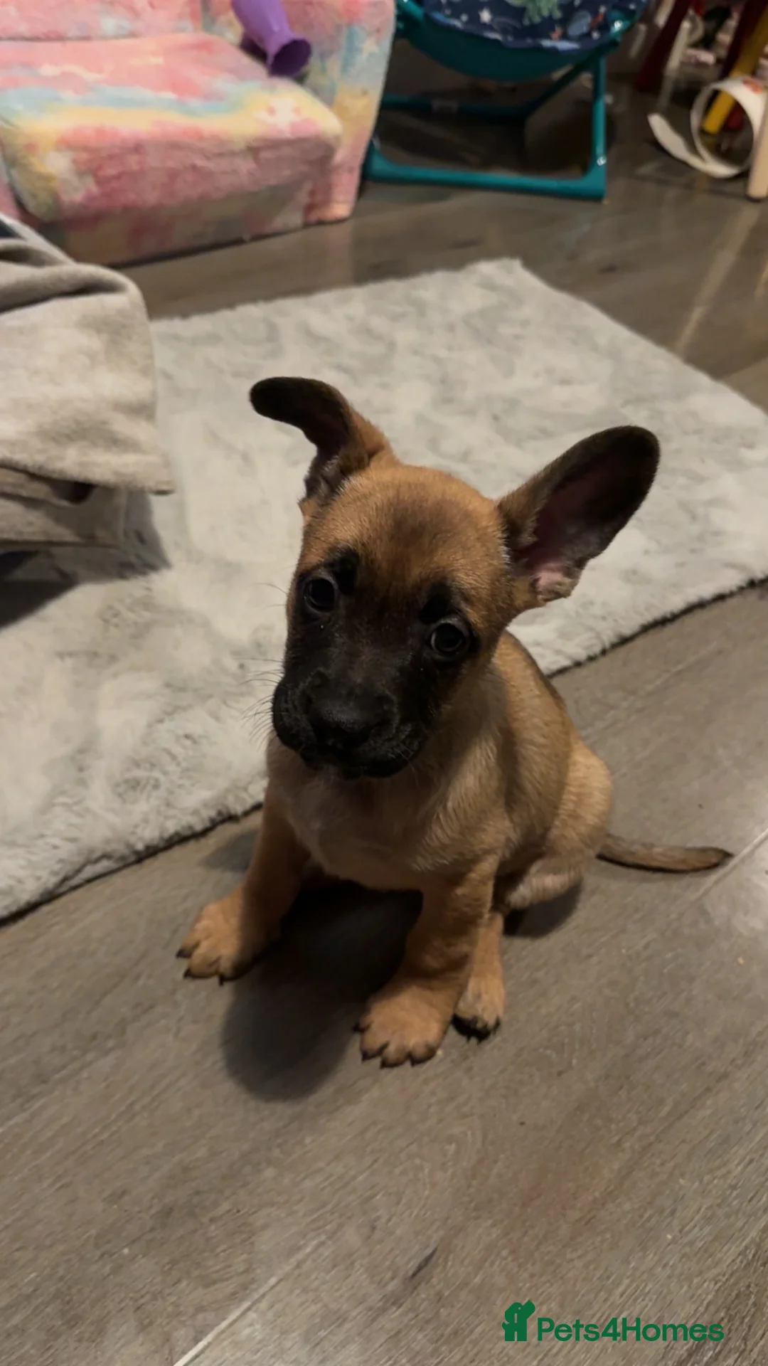 Mixed Breed dogs for sale: Puppy 9 weeks - Advert 1