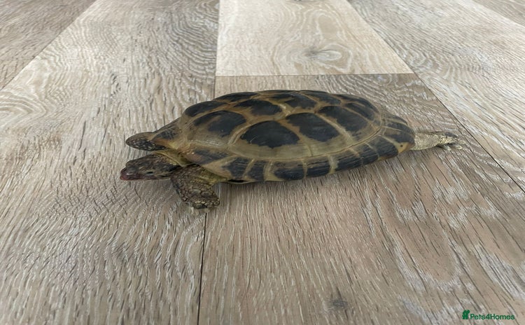 Tortoise reptiles - Advert 1