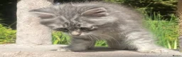 Siberian cats for sale: 3 Adorable Siberian Kittens Available - Advert 7