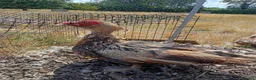 Ducks poultry for sale: Selection of 4 Muscovy drakes in Towcester - Advert 2