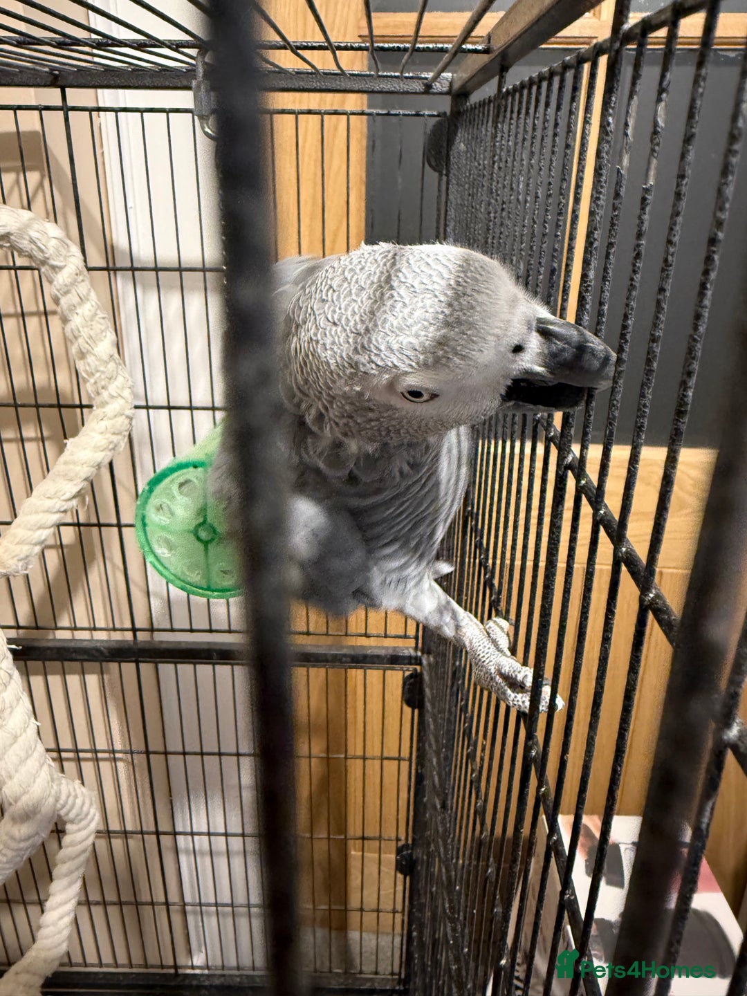 Parrots birds for sale: African Grey Parrot  - Advert 2