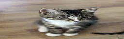 Mixed Breed cats for sale: Beautiful tabby kittens  - Advert 4