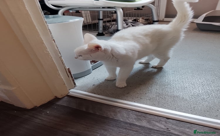 Turkish Angora cats for sale - Advert 1