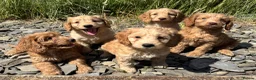 Cockapoo dogs for sale: F1 Miniature Cockapoo Puppies – Ready Soon - Advert 4