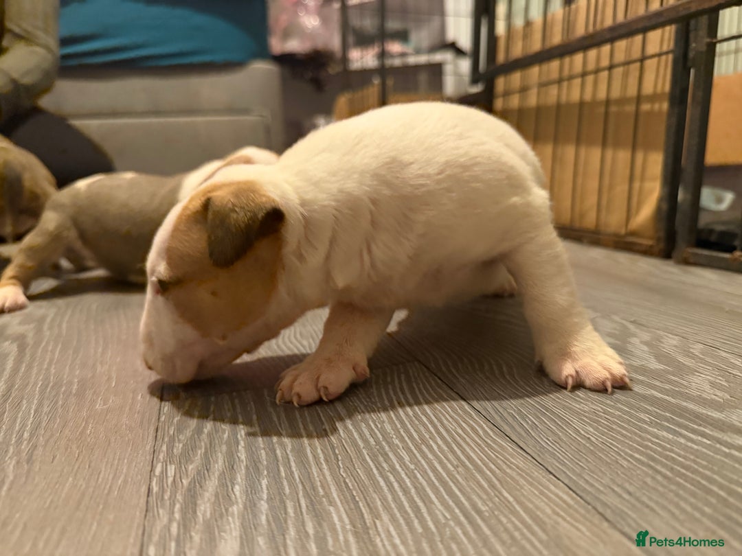 English Bull Terrier dogs for sale: English bull terriers 5 girls  - Advert 8