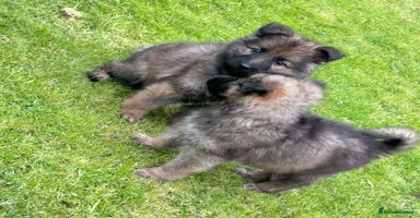 German Shepherd dogs - Advert 11