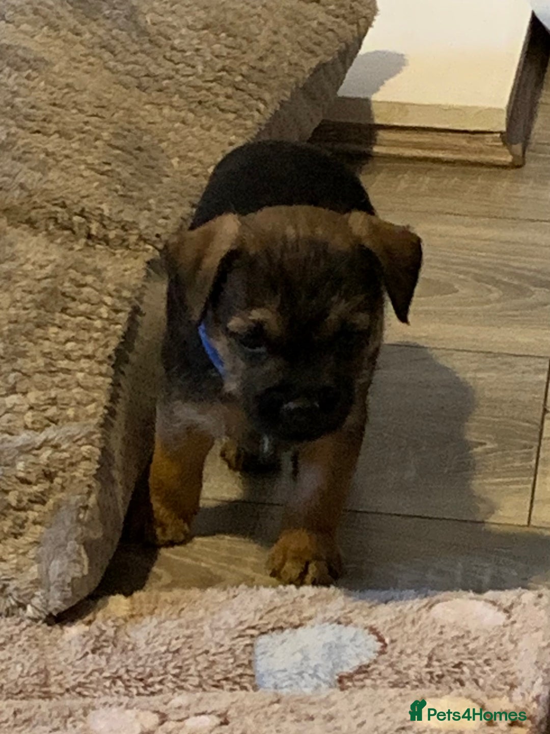 Border Terrier dogs for sale: Healthy Companions KC registered  - Advert 30