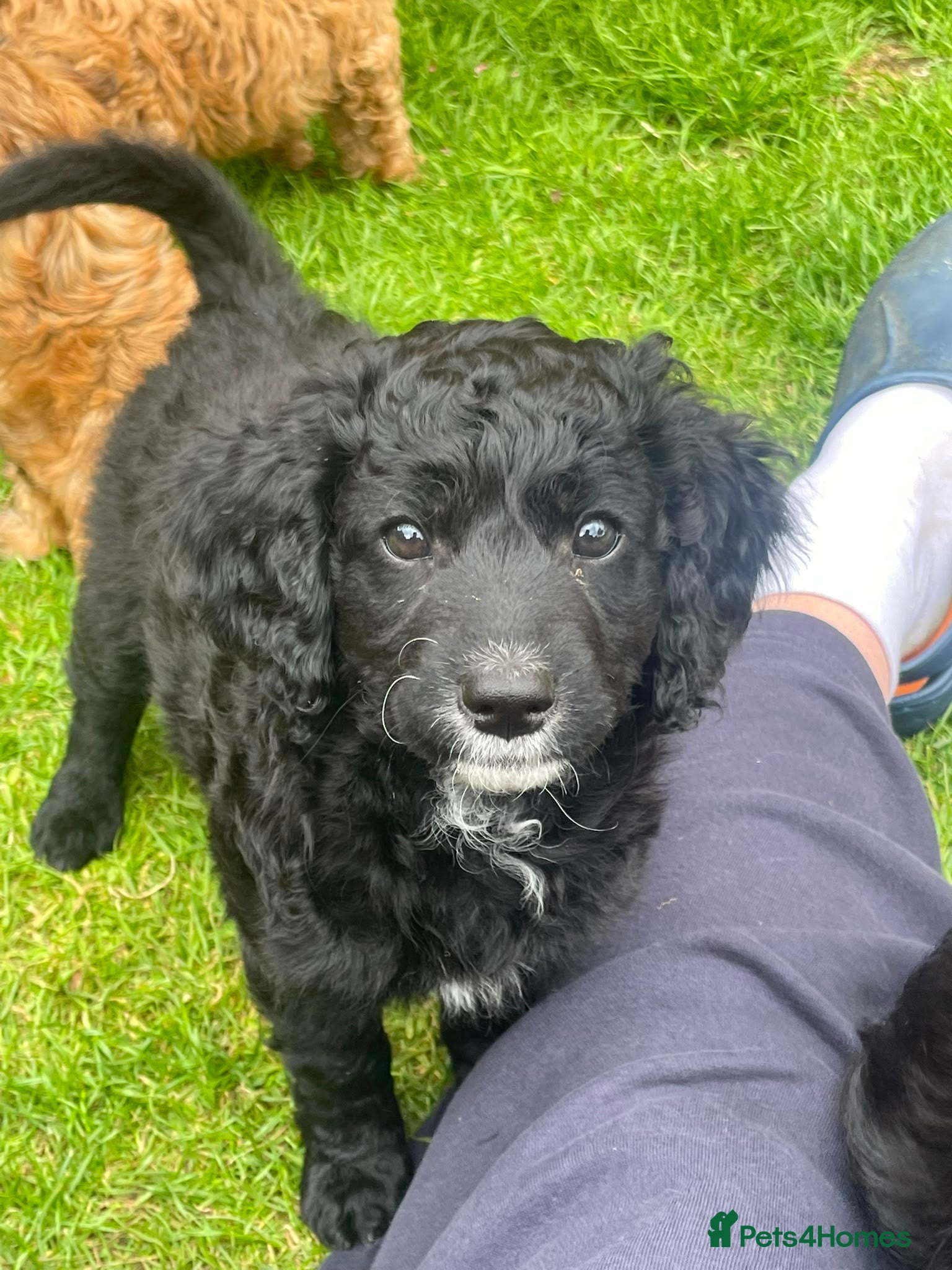 Mixed Breed dogs Corgipoo x Cockerpoo F2b REDUCED - Advert 17