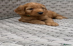 Cockapoo dogs for sale: 😍😍 F1 cockapoo puppies 😍😍 - Image 7