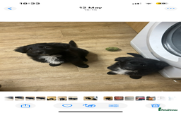 Mixed Breed dogs for sale: Gorgeous shollies - German x collie  - Image 5