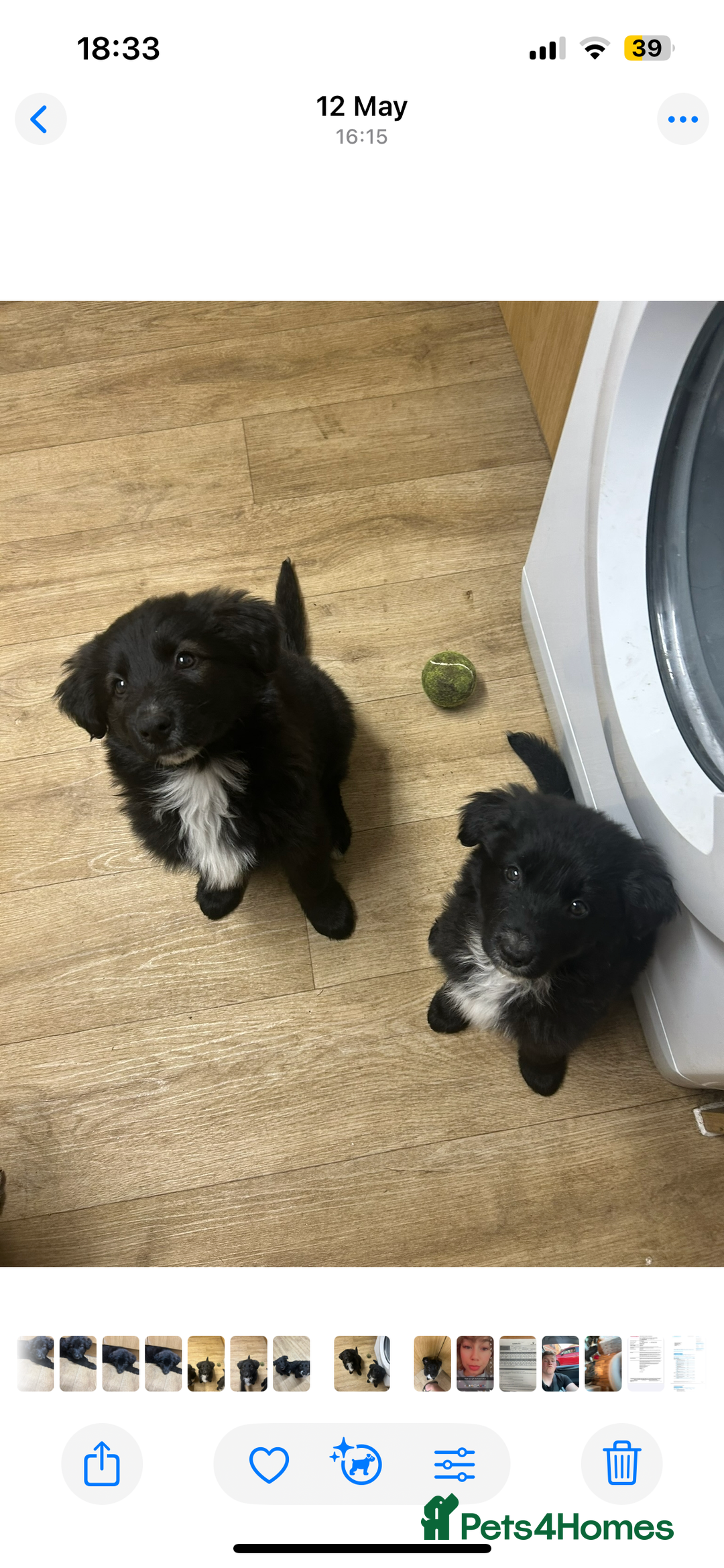 Mixed Breed dogs for sale: Gorgeous shollies - German x collie  - Image 5