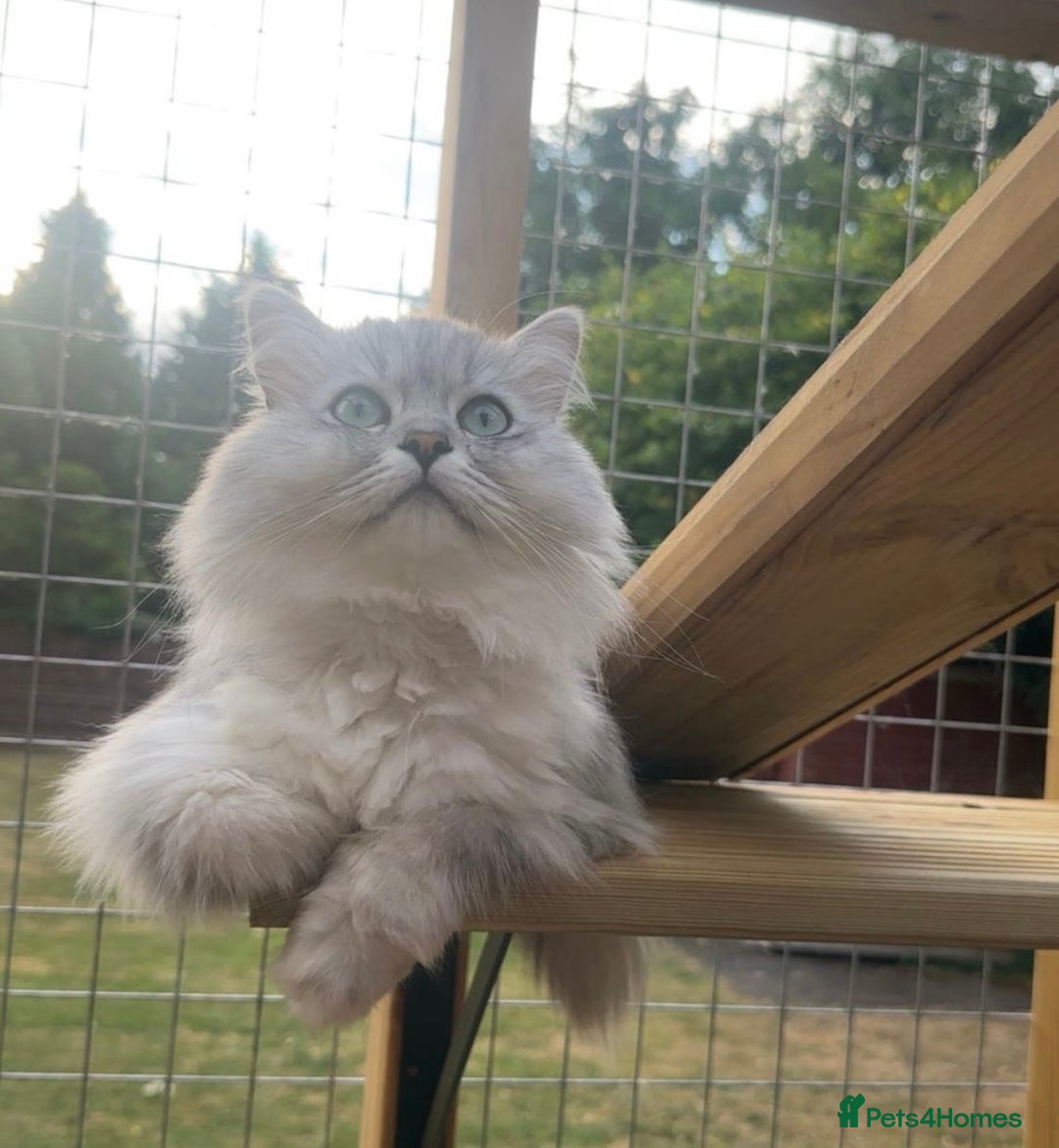 Persian cats for sale: PERSIAN-RAGDOLL OR “PERDOLL” KITTENS - Advert 10