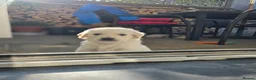 Golden Retriever dogs for sale: 3 Gorgeous KC Registered Golden Retriever  - Advert 8