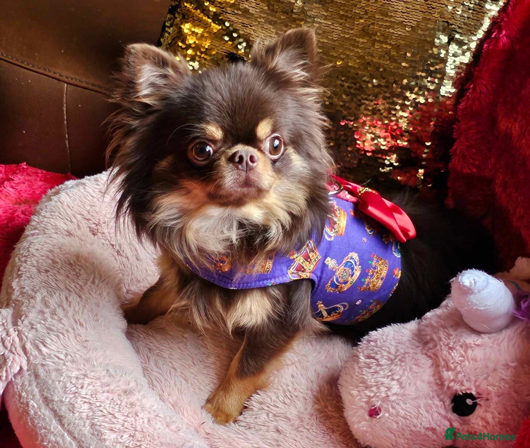 Chihuahua dogs for sale: Gorgeous Chocolate longcoat thailand import male  - Image 1