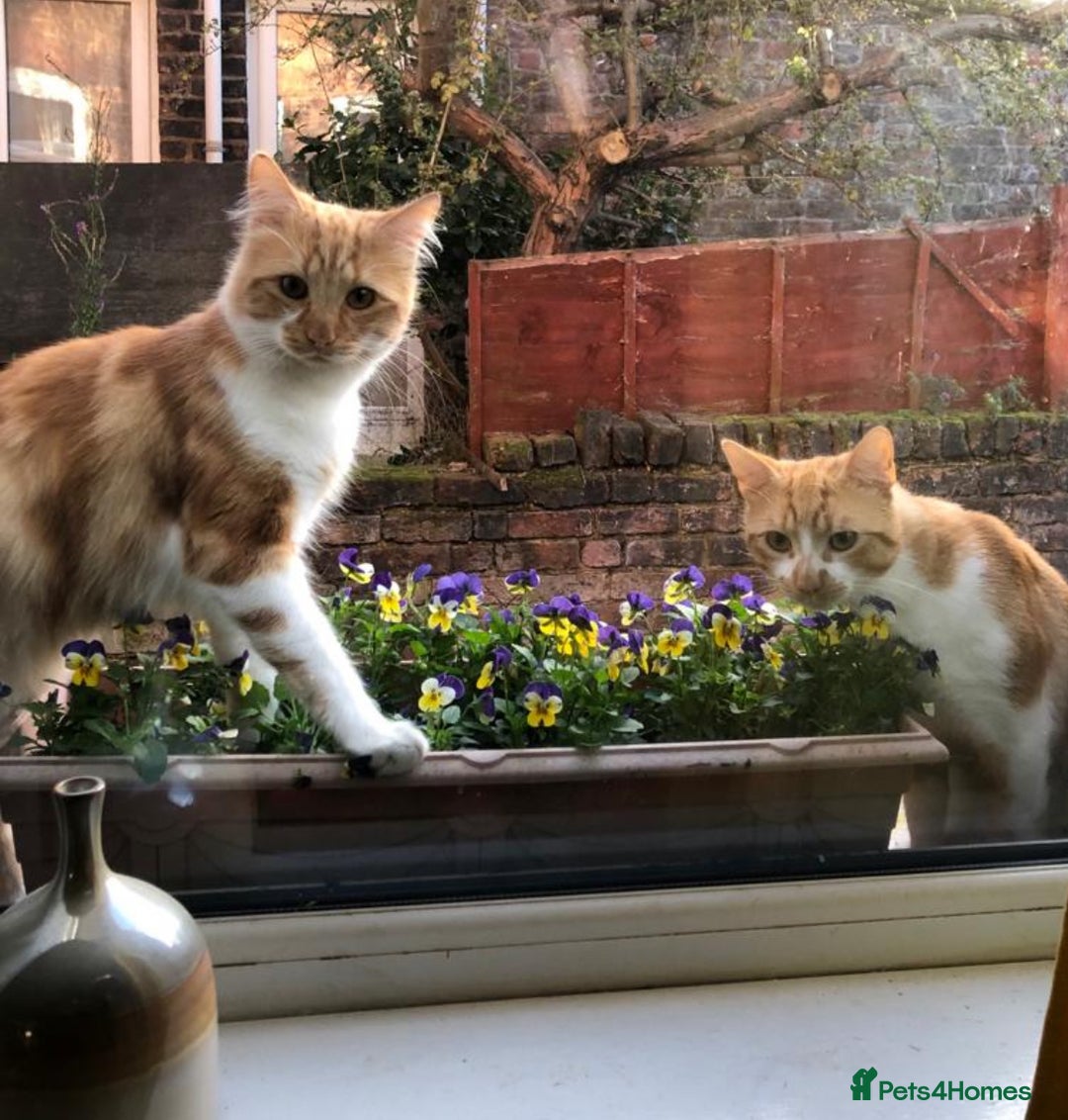 British Shorthair cats for sale: Pair of beautiful ginger tom cats - Image 3