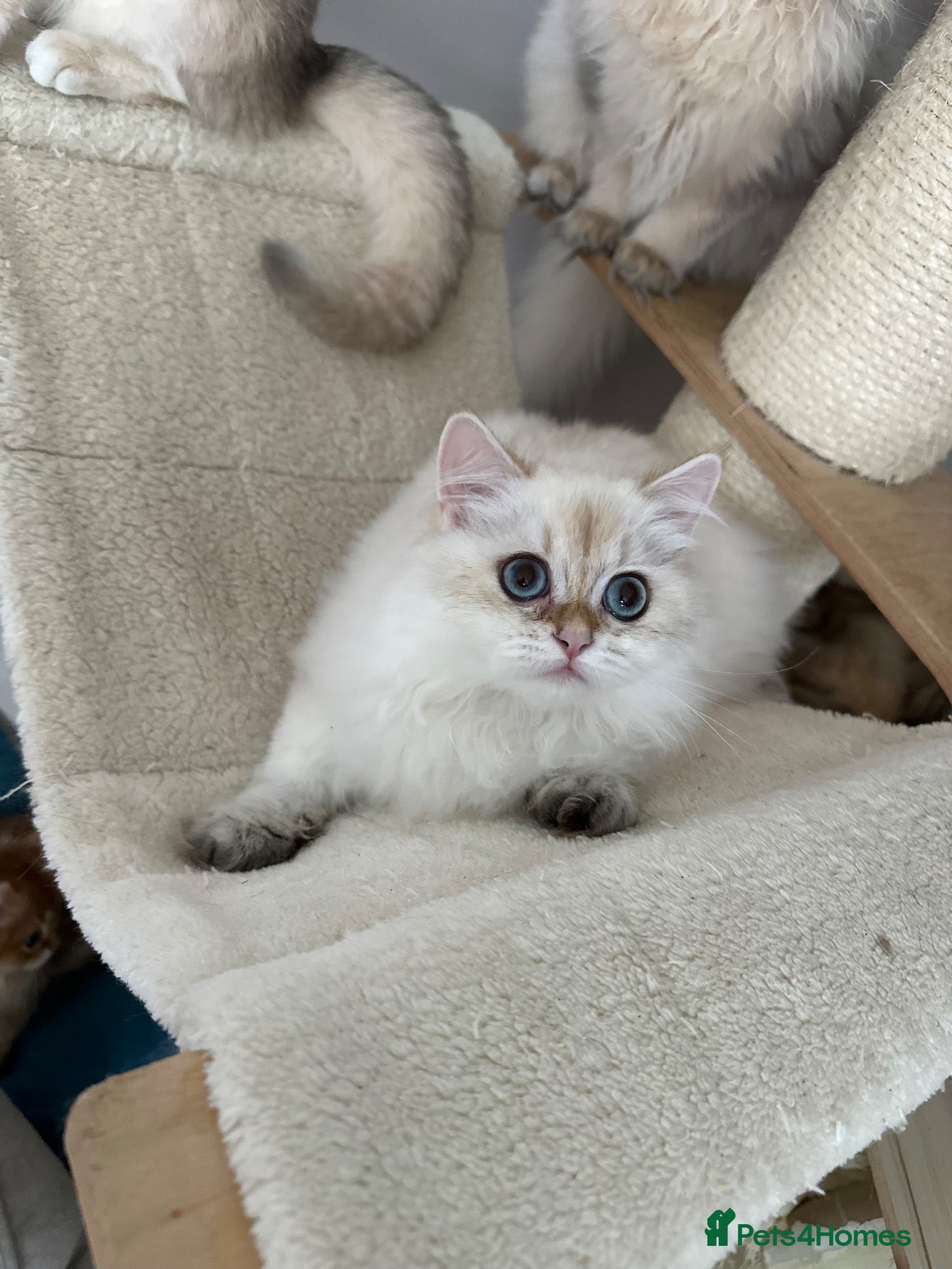 British Longhair cats Golden blue and golden colourpoint cuties  - Advert 2