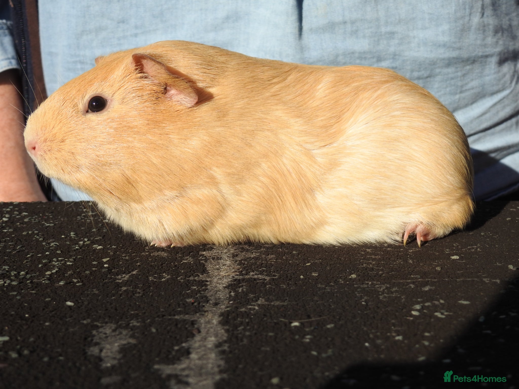 Guinea Pig rodents Pretty Female Guinea pigs for sale - Advert 2