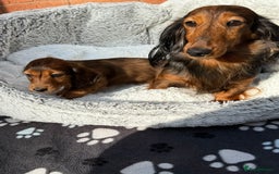 Miniature Dachshund dogs for sale: Mini long hair dapple dachshunds - Image 16