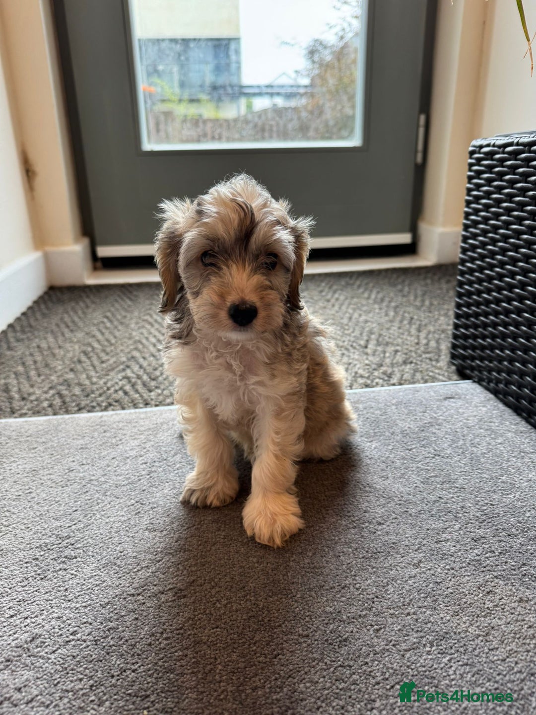 Cockapoo dogs for sale: 🐶✨ Adorable Cockapoos! ✨🐶 - Image 5