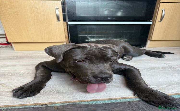 Cane Corso dogs - Advert 1