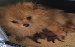 Pomeranian dogs for sale: Beautiful pomeranian male puppies  - Image 6