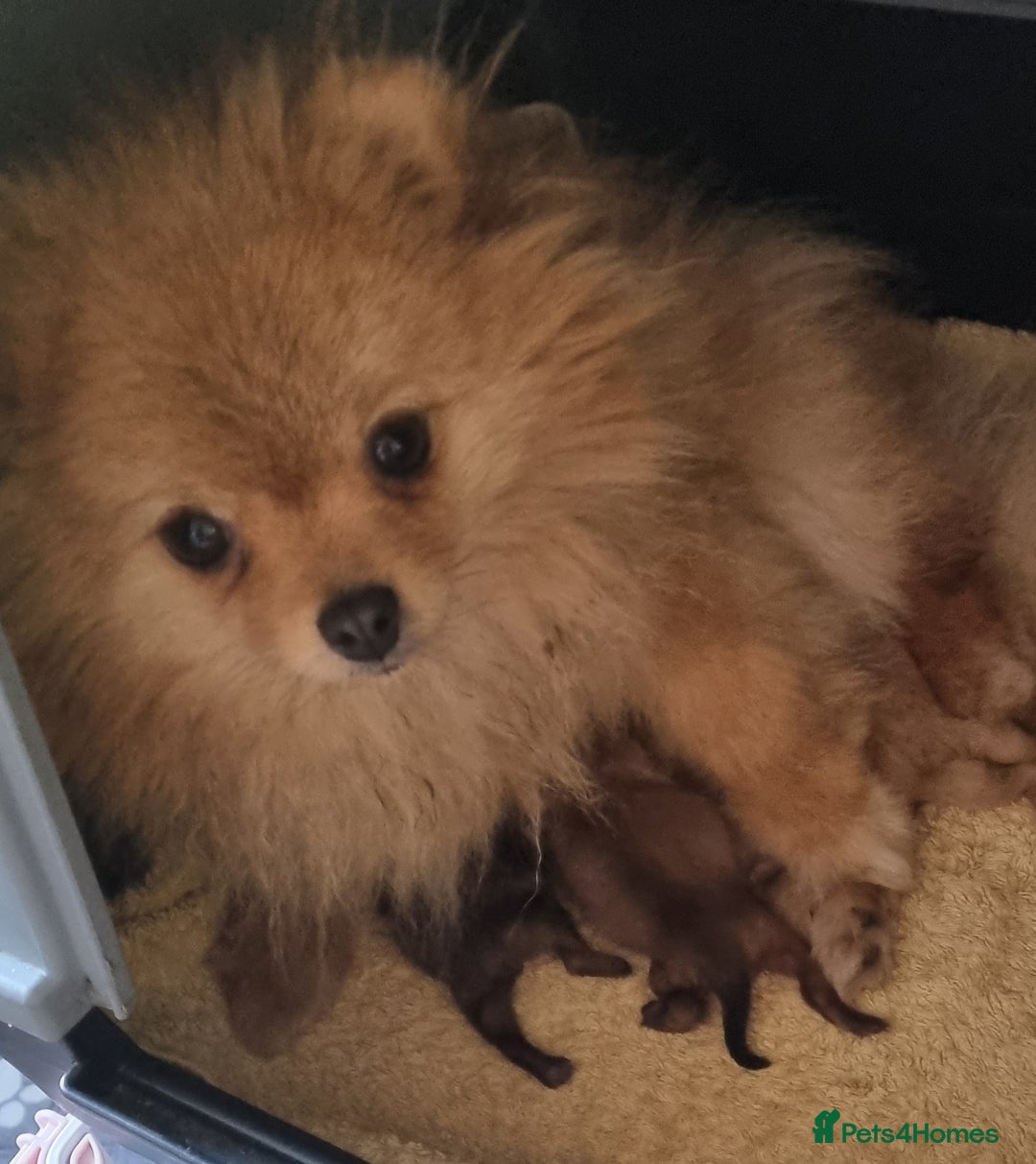 Pomeranian dogs for sale: Beautiful pomeranian male puppies  - Image 6