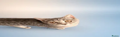 British Shorthair 4