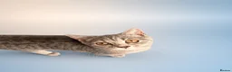British Shorthair cats for sale: Gorgeous British Shorthair kittens ready to leave. - Advert 6