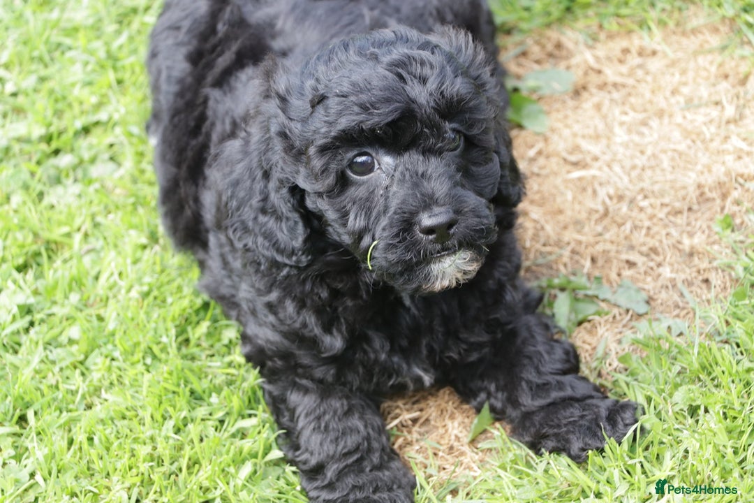 Cavapoochon dogs for sale: Cavapoochon puppies for sale - Image 5
