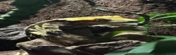 Gecko reptiles for sale: Crested Gecko with set up  - Advert 3