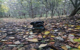 Yorkshire Terrier dogs for stud: Yorkshire terrier for stud - Image 4