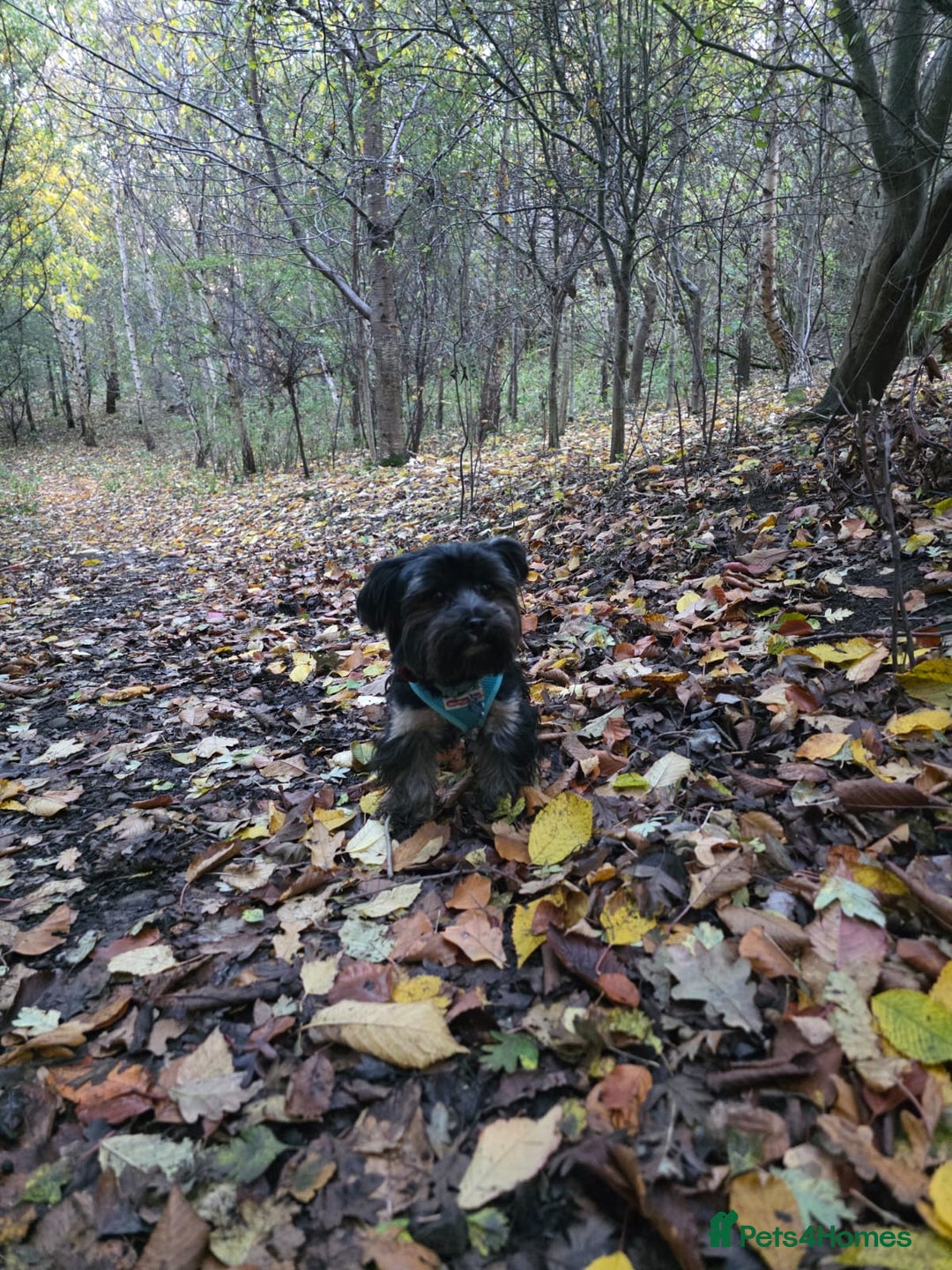 Yorkshire Terrier dogs for stud: Yorkshire terrier for stud - Image 4