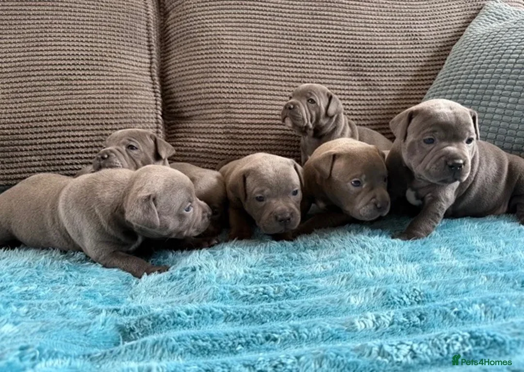 Staffordshire Bull Terrier dogs for stud: PROVEN STUD WITH VALGLO BLOOD LINES🩶 - Advert 6